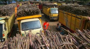 Investor Membangun Pabrik Gula di Indonesia